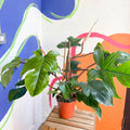 Philodendron squamiferum - Sprouts of Bristol