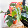 Philodendron squamiferum - Sprouts of Bristol
