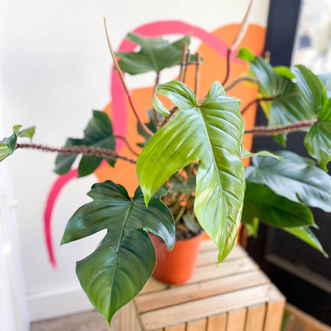 Philodendron squamiferum - Sprouts of Bristol