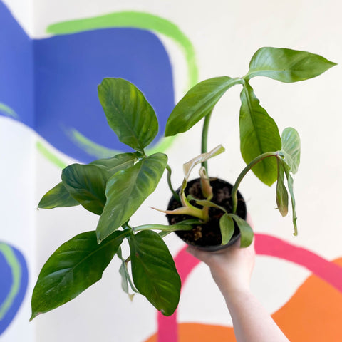 Philodendron tripartitum - Sprouts of Bristol