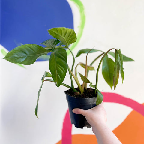 Philodendron tripartitum - Sprouts of Bristol