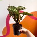 Philodendron verrucosum 'Incensi' - Sprouts of Bristol