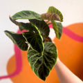 Philodendron verrucosum 'Incensi' - Sprouts of Bristol