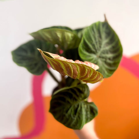 Philodendron verrucosum 'Incensi' - Sprouts of Bristol