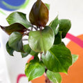 Philodendron 'White Knight' - Sprouts of Bristol