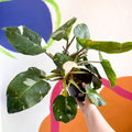 Philodendron 'White Princess' - Sprouts of Bristol