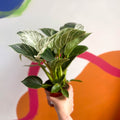 Philodendron 'White Weave' - Sprouts of Bristol