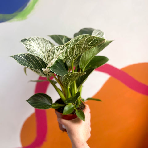 Philodendron 'White Weave' - Sprouts of Bristol