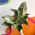 Philodendron 'White Weave' - Sprouts of Bristol