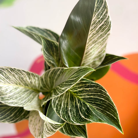 Philodendron 'White Weave' - Sprouts of Bristol