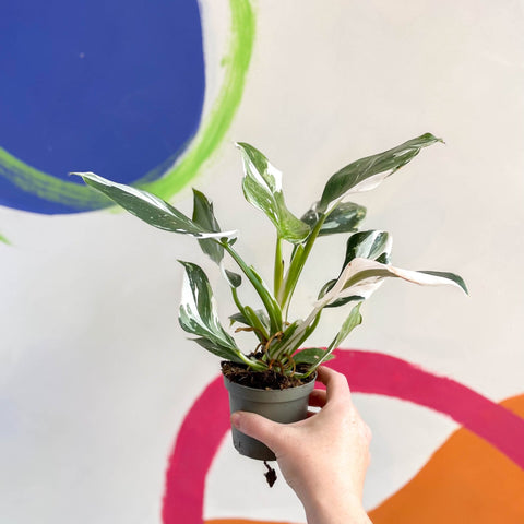 Philodendron 'White Wizard' - Sprouts of Bristol