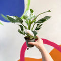 Philodendron 'White Wizard' - Sprouts of Bristol