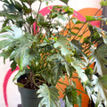 Philodendron xanadu - Sprouts of Bristol