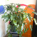 Philodendron xanadu - Sprouts of Bristol