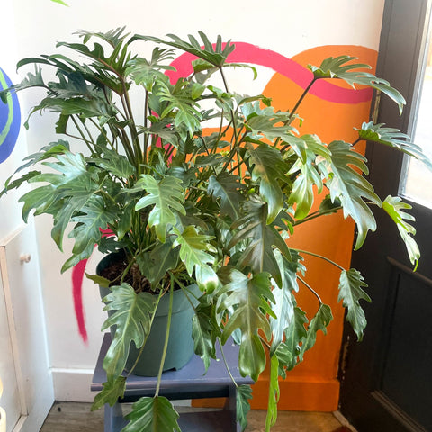 Philodendron xanadu - Sprouts of Bristol
