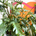 Philodendron xanadu - Sprouts of Bristol