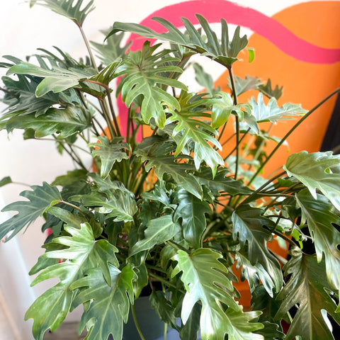 Philodendron xanadu - Sprouts of Bristol