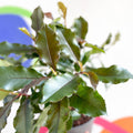 Photinia x fraseri 'Magical Volcano' - Evergreen Shrub - Sprouts of Bristol