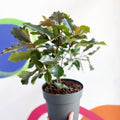 Photinia x fraseri 'Magical Volcano' - Evergreen Shrub - Sprouts of Bristol