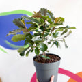 Photinia x fraseri 'Magical Volcano' - Evergreen Shrub - Sprouts of Bristol