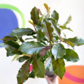 Photinia x fraseri 'Magical Volcano' - Evergreen Shrub - Sprouts of Bristol
