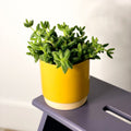 Pickle Plant - Delosperma echinatum - Sprouts of Bristol