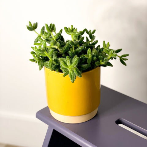 Pickle Plant - Delosperma echinatum - Sprouts of Bristol