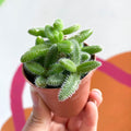Pickle Plant - Delosperma echinatum - Sprouts of Bristol