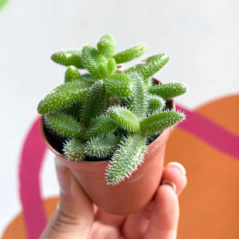 Pickle Plant - Delosperma echinatum - Sprouts of Bristol