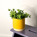 Pickle Plant - Delosperma echinatum - Sprouts of Bristol