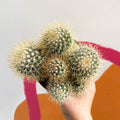 Pincushion Cactus - Mammillaria backebergiana - Sprouts of Bristol