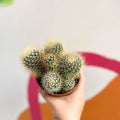 Pincushion Cactus - Mammillaria backebergiana - Sprouts of Bristol