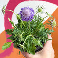 Pincushion Flower - Scabiosa columbaria 'Butterfly Blue' - Sprouts of Bristol