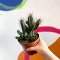 Pincushion Plant - Euphorbia enopla - Sprouts of Bristol