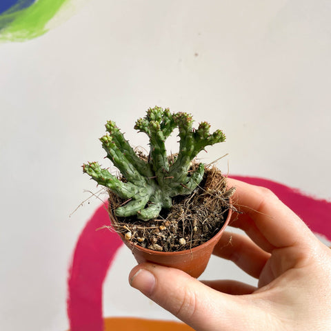 Pincushion Plant - Euphorbia enopla 'Cristata Coral' - Sprouts of Bristol