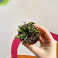 Pincushion Plant - Euphorbia enopla 'Cristata Coral' - Sprouts of Bristol