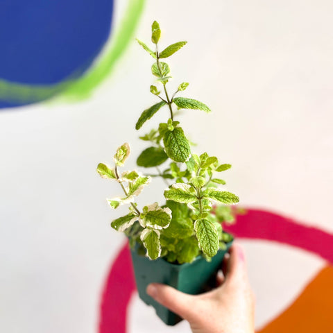 Pineapple Mint - Mentha suaveolens variegata - Cotswolds Grown Culinary Herbs - Sprouts of Bristol