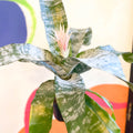 Pink Bromeliad - Aechmea fasciata ‘Primera’ - Sprouts of Bristol