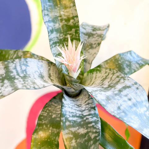 Pink Bromeliad - Aechmea fasciata ‘Primera’ - Sprouts of Bristol