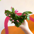 Pink Christmas Cactus - Schlumbergera - Sprouts of Bristol