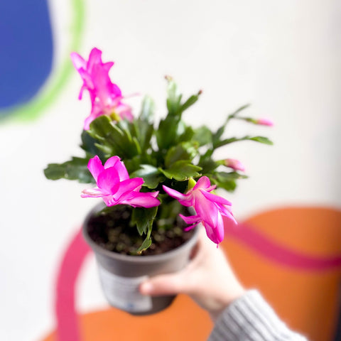 Pink Christmas Cactus - Schlumbergera truncata 'Exotic Dancer' - British Grown - Sprouts of Bristol