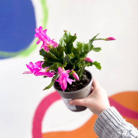 Pink Christmas Cactus - Schlumbergera truncata 'Exotic Dancer' - British Grown - Sprouts of Bristol