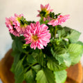 Pink Dahlia 'Royal' - Sprouts of Bristol