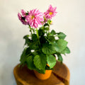 Pink Dahlia 'Royal' - Sprouts of Bristol