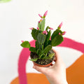 Pink Easter Cactus - Rhipsalidopsis gaertneri - Sprouts of Bristol