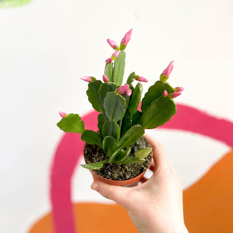 Pink Easter Cactus - Rhipsalidopsis gaertneri - Sprouts of Bristol