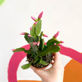 Pink Easter Cactus - Rhipsalidopsis gaertneri - Sprouts of Bristol