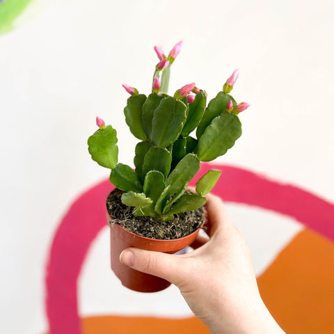 Pink Easter Cactus - Rhipsalidopsis gaertneri - Sprouts of Bristol