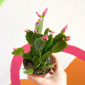 Pink Easter Cactus - Rhipsalidopsis gaertneri - Sprouts of Bristol