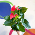 Pink Flamingo Flower - Anthurium andraeanum 'Arisa Pink' - Sprouts of Bristol